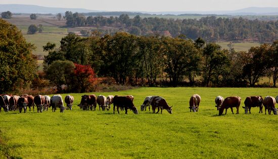 Mellow autumn in Primorye Territory