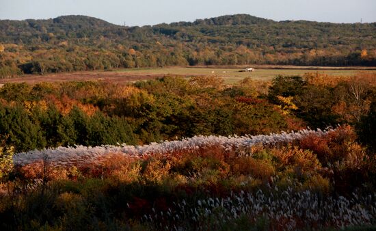Mellow autumn in Primorye Territory