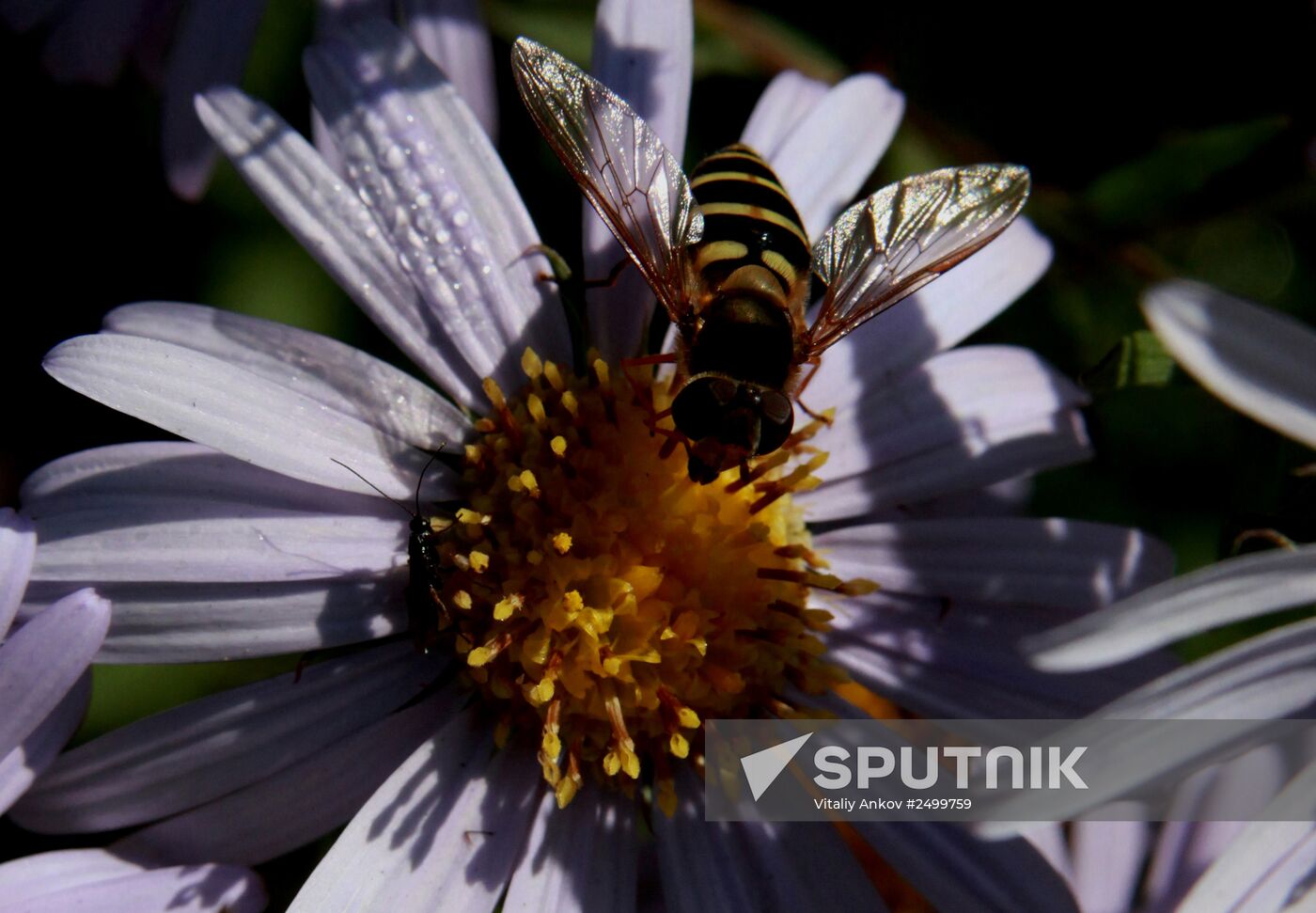 Autumn in Primorye Territory