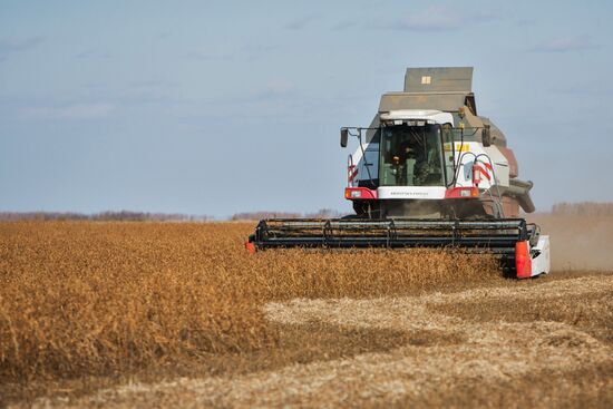 Harvesting soy in Amur region