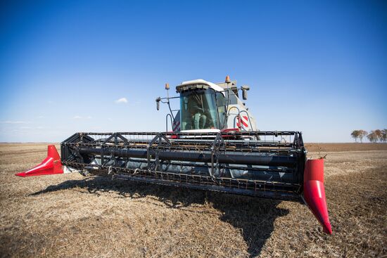 Harvesting soy in Amur region