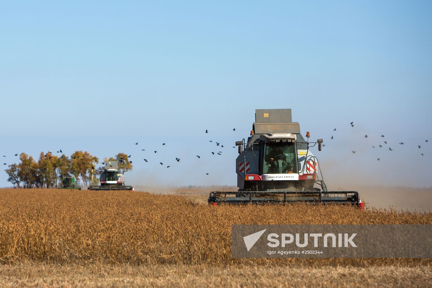 Harvesting soy in Amur region