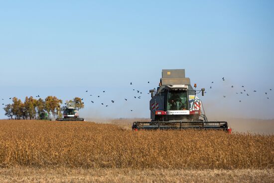Harvesting soy in Amur region