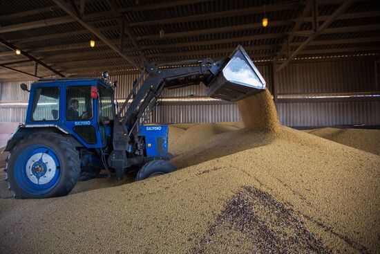Harvesting soy in Amur region