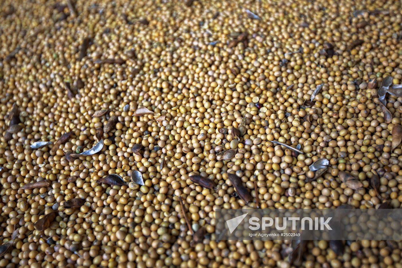 Harvesting soy in Amur region