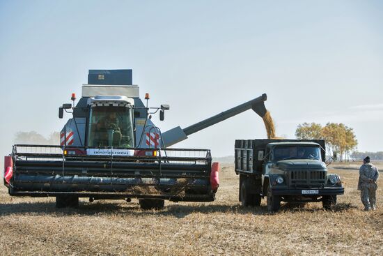 Harvesting soy in Amur region