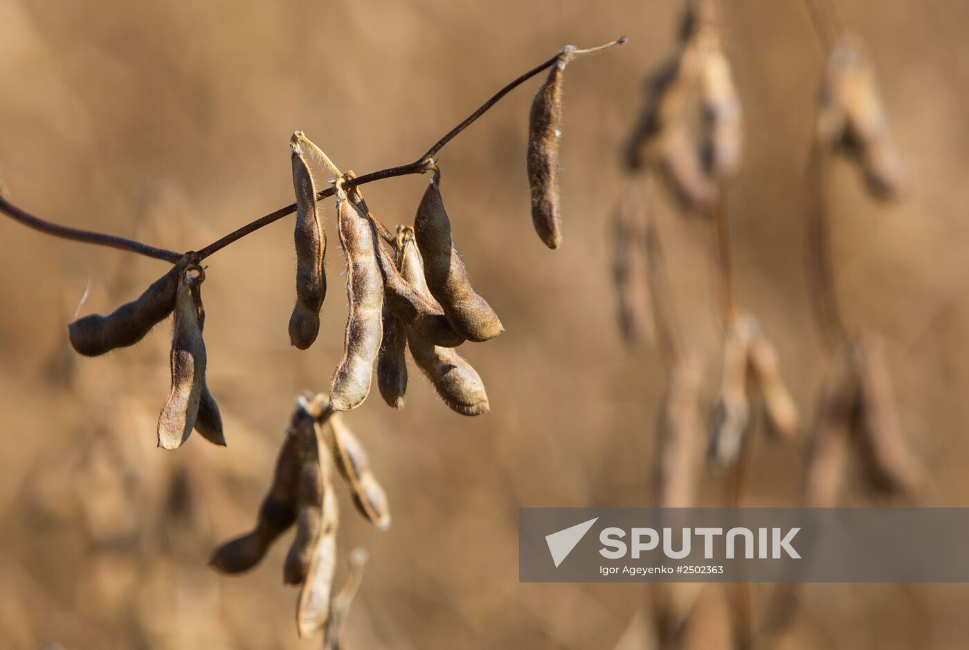 Harvesting soy in Amur region