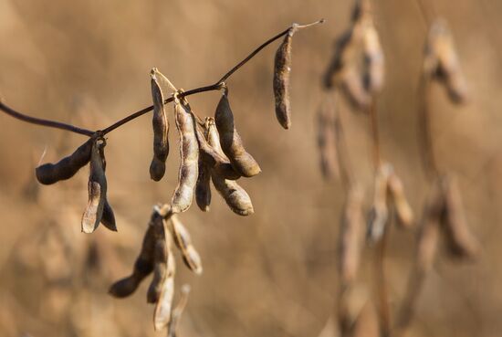 Harvesting soy in Amur region