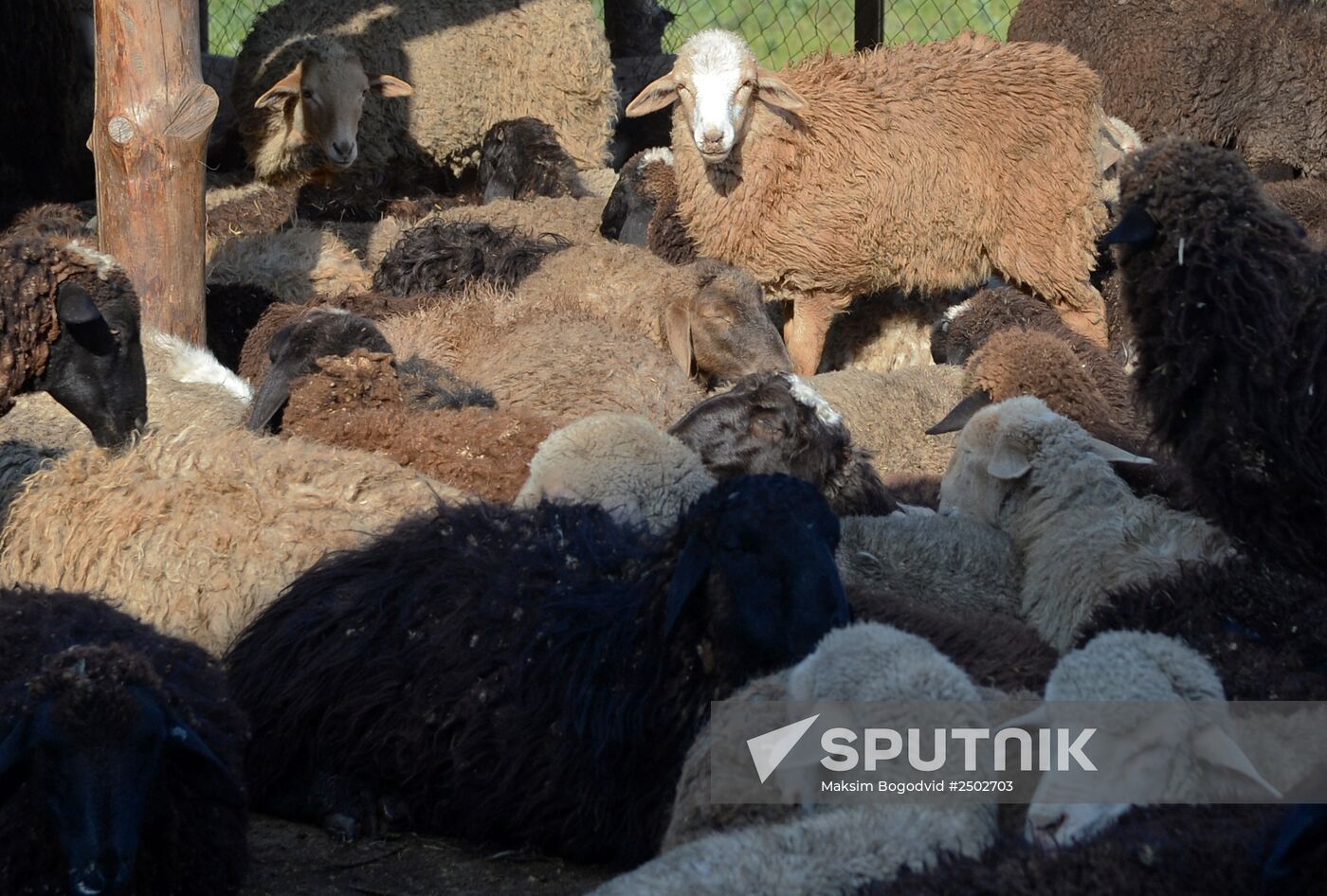 Preparing for Kurban Bayram festival in Kazan