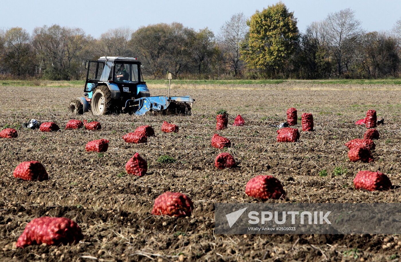 Harvesting vegetables at private farm in Primorye Region