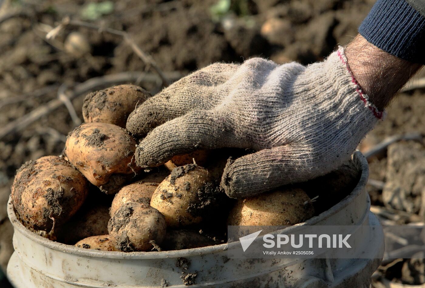 Harvesting vegetables at private farm in Primorye Region
