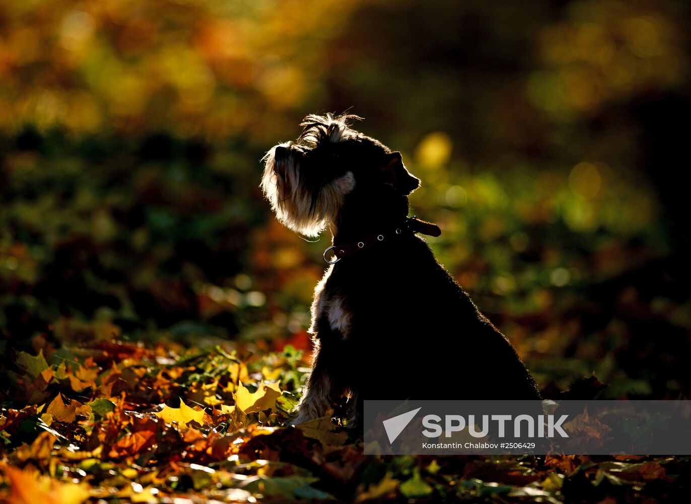 Golden autumn in Veliky Novgorod