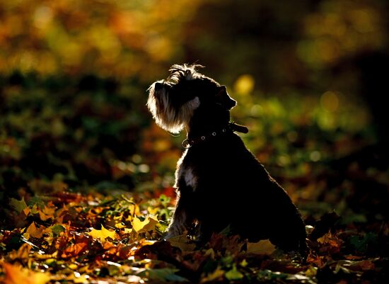 Golden autumn in Veliky Novgorod