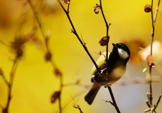 Golden autumn in Veliky Novgorod