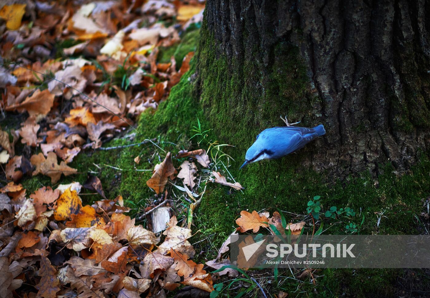 Fall in Oranienbaum