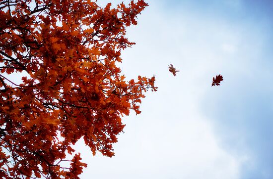 Fall in Oranienbaum