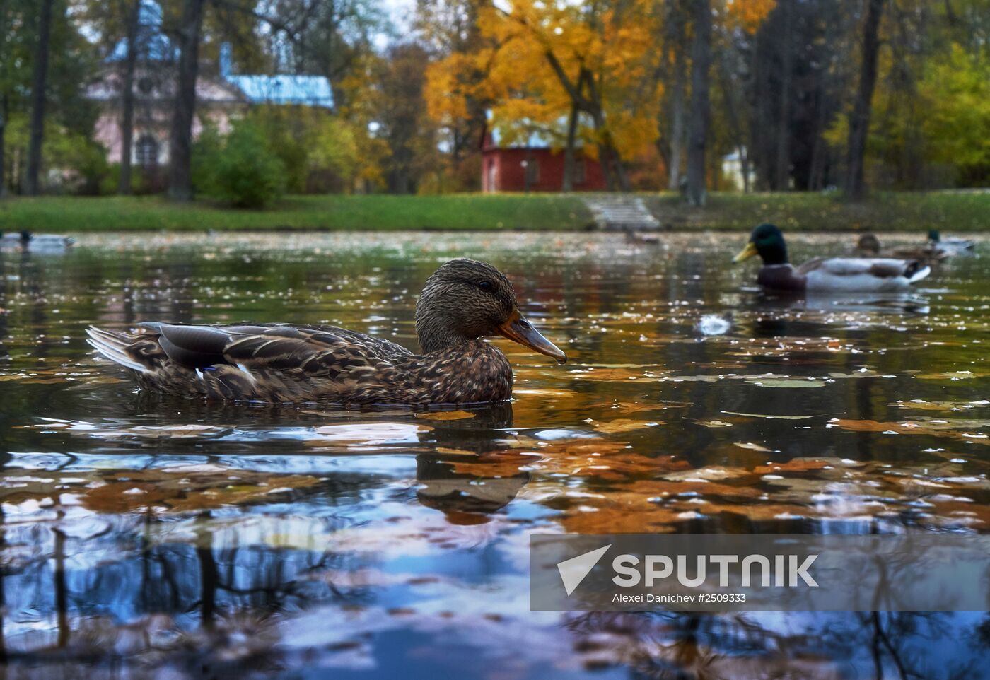 Fall in Oranienbaum