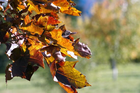 Autumn in Rostov-on-Don