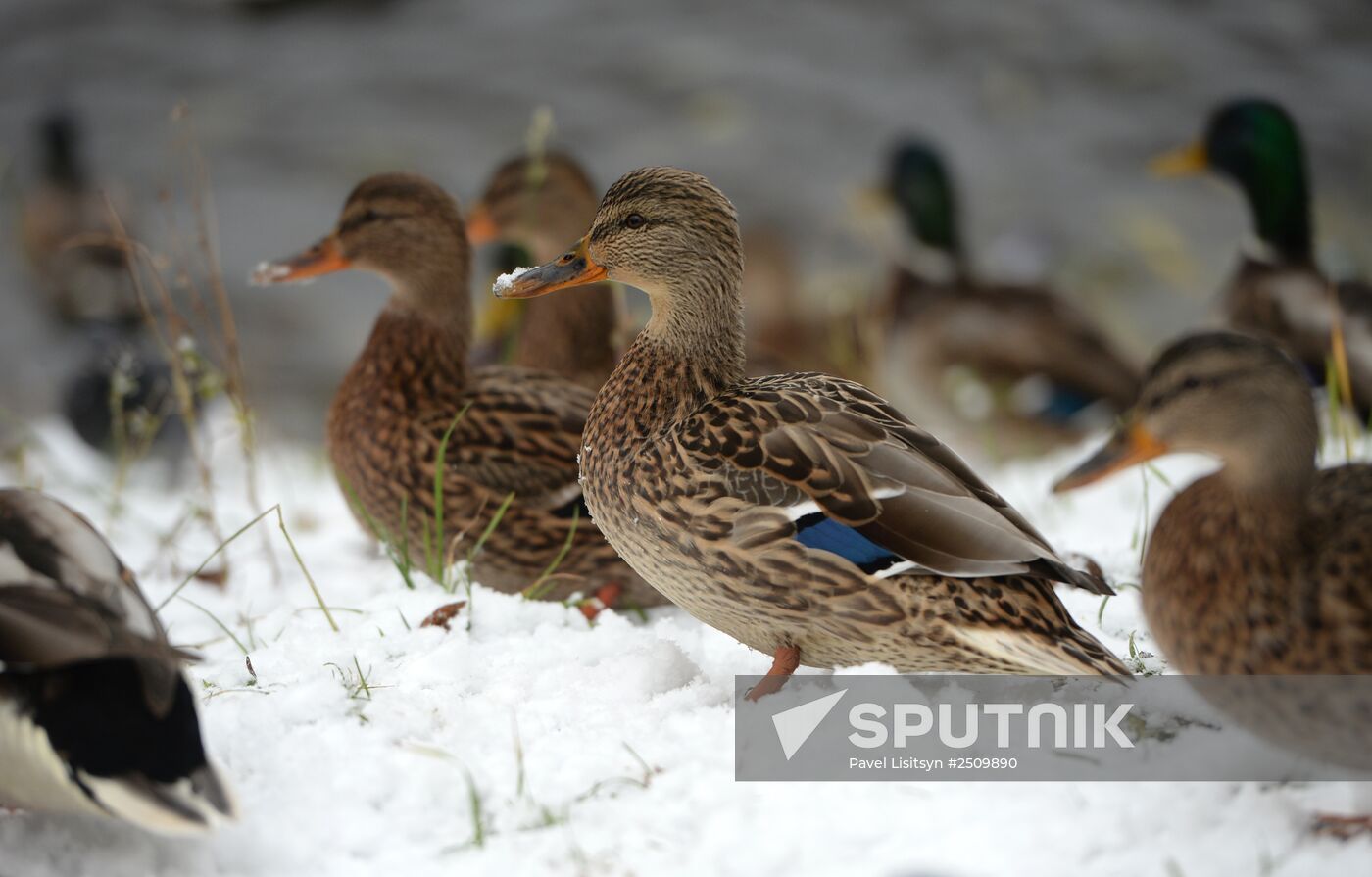 First snow in Yekaterinburg