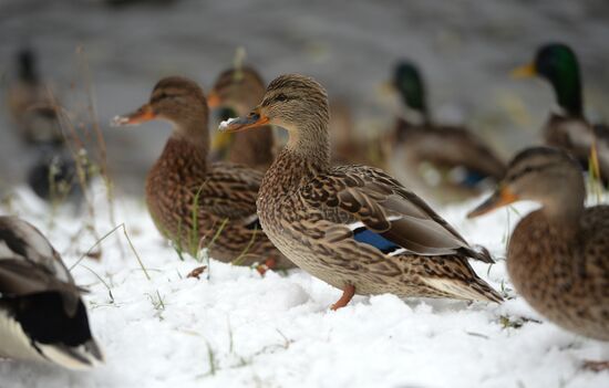 First snow in Yekaterinburg