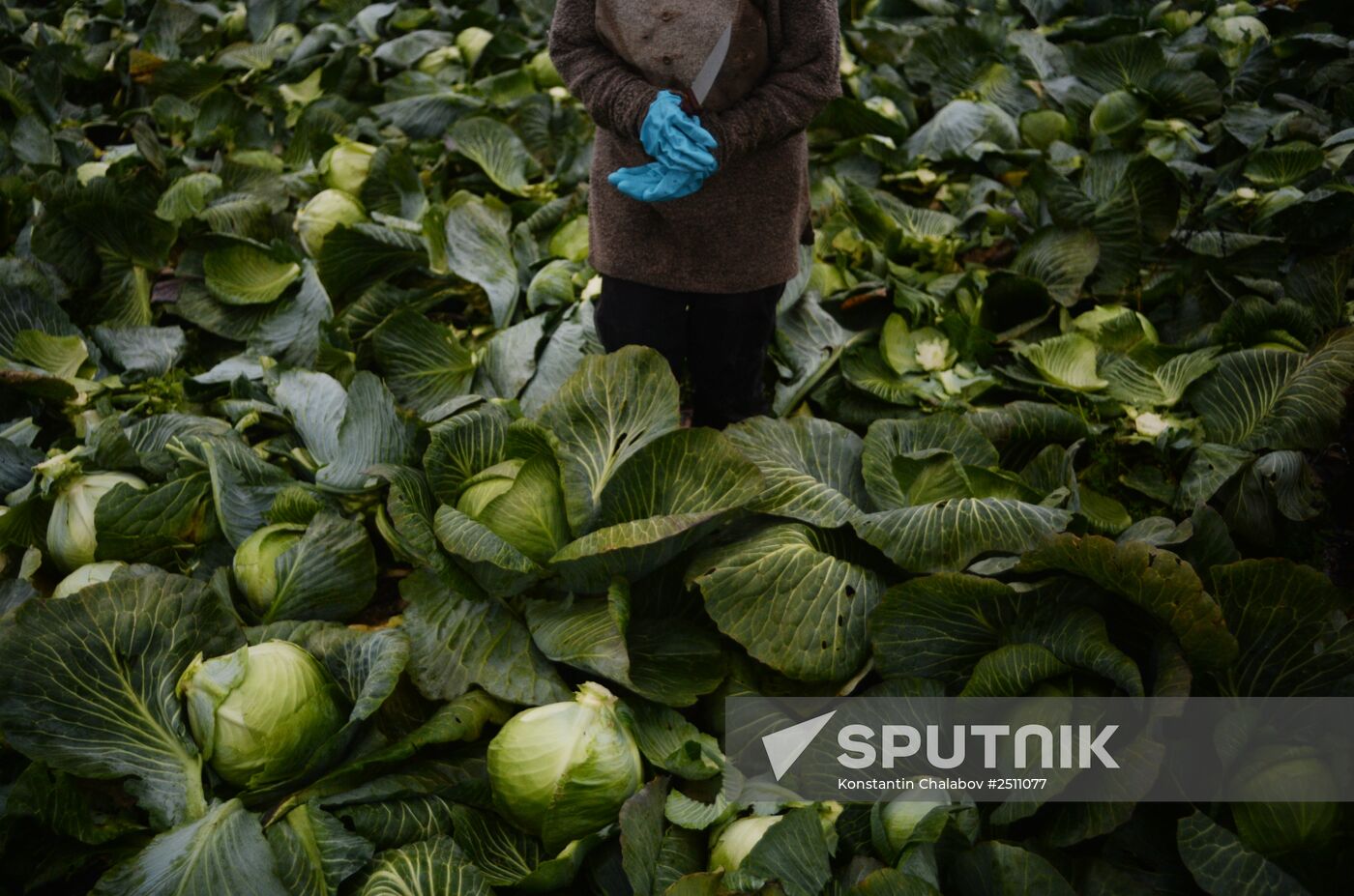 Harvesting cabbage in Novgorod Region