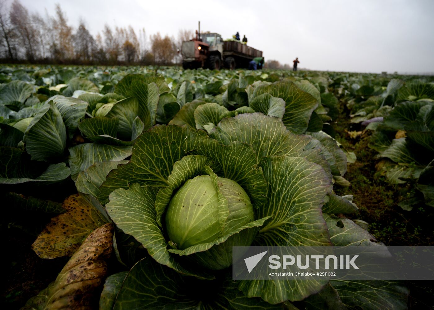 Harvesting cabbage in Novgorod Region