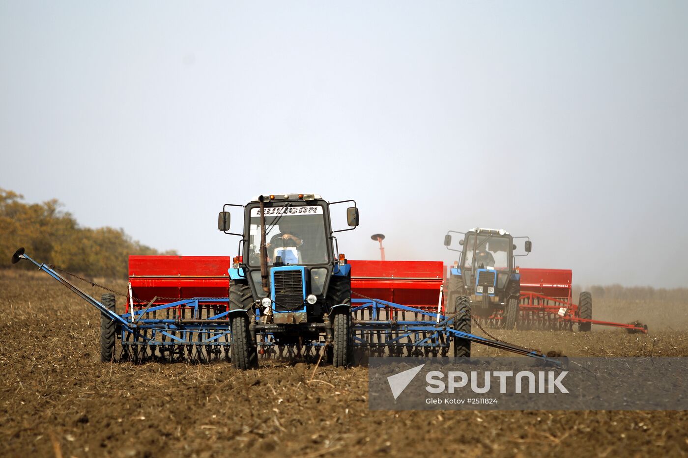 Sowing wheat in Stavropol