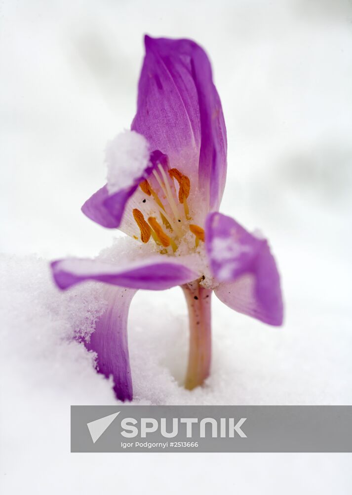 First snowfall in Petrozavodsk
