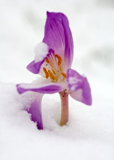 First snowfall in Petrozavodsk