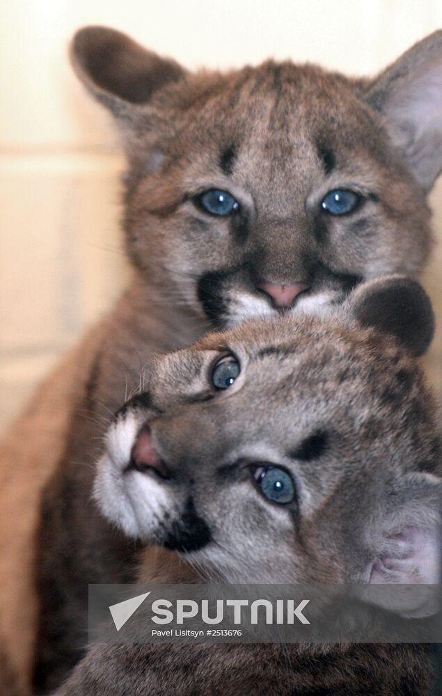 Puma cubs born in Yekaterinburg Zoo