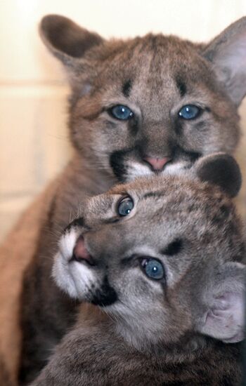 Puma cubs born in Yekaterinburg Zoo
