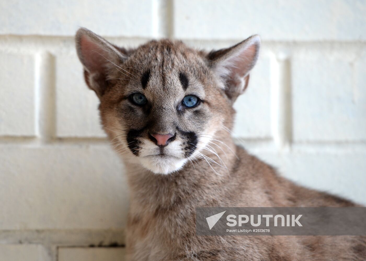 Puma cubs born in Yekaterinburg Zoo