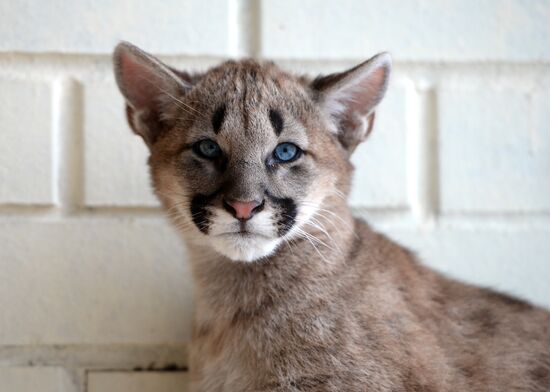 Puma cubs born in Yekaterinburg Zoo