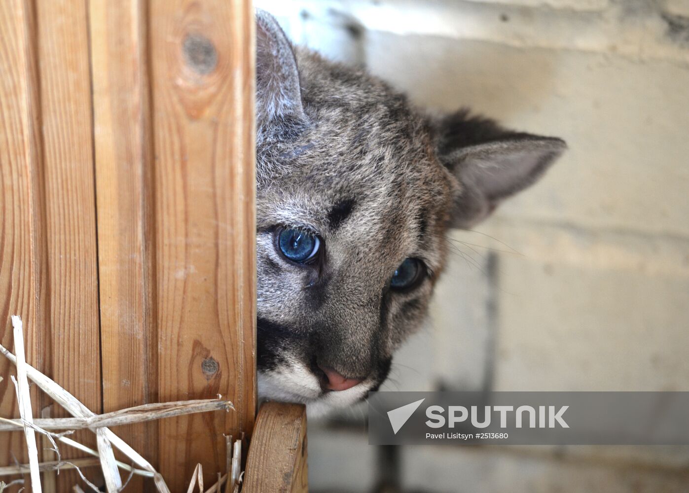 Puma cubs born in Yekaterinburg Zoo