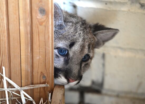 Puma cubs born in Yekaterinburg Zoo