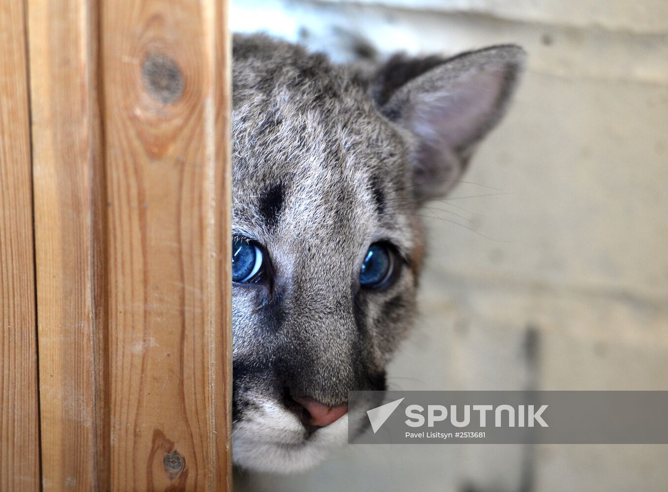 Puma cubs born in Yekaterinburg Zoo