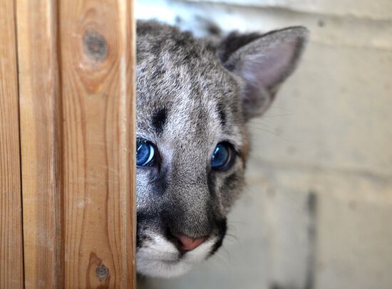 Puma cubs born in Yekaterinburg Zoo