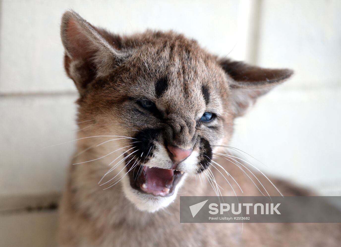 Puma cubs born in Yekaterinburg Zoo