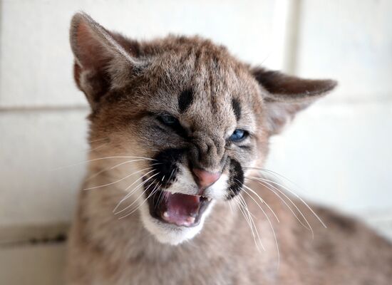 Puma cubs born in Yekaterinburg Zoo