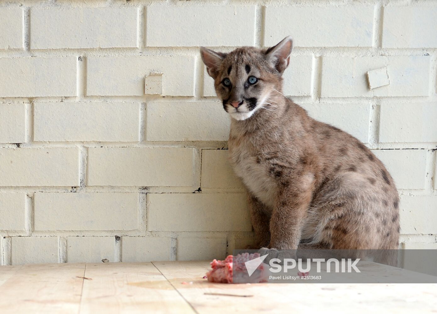 Puma cubs born in Yekaterinburg Zoo