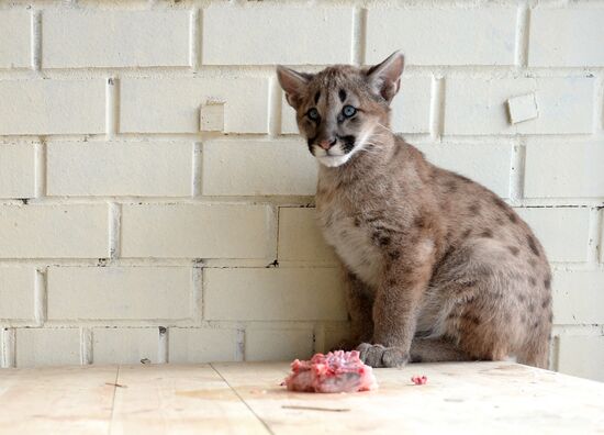 Puma cubs born in Yekaterinburg Zoo