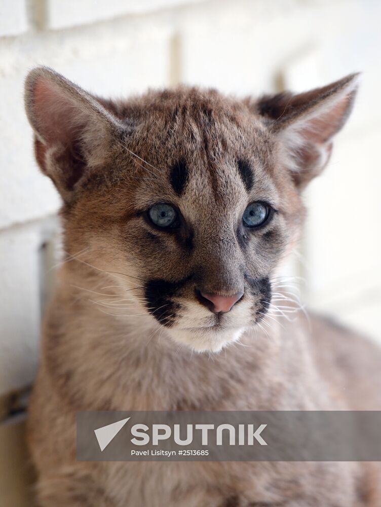Puma cubs born in Yekaterinburg Zoo