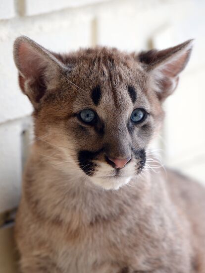 Puma cubs born in Yekaterinburg Zoo