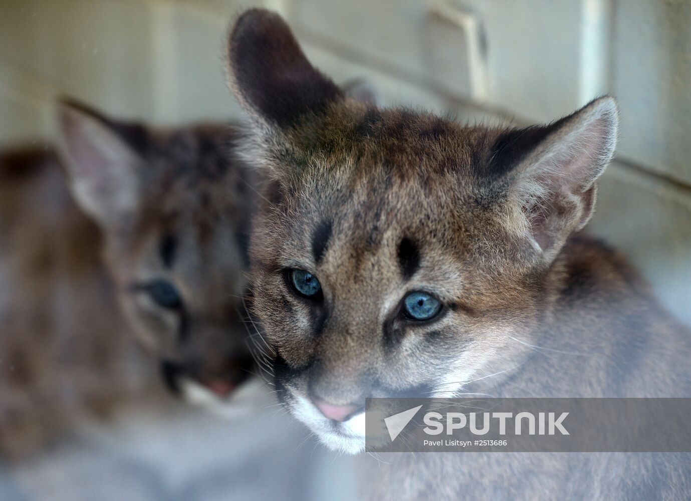 Puma cubs born in Yekaterinburg Zoo