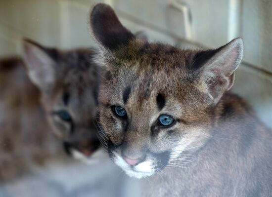 Puma cubs born in Yekaterinburg Zoo