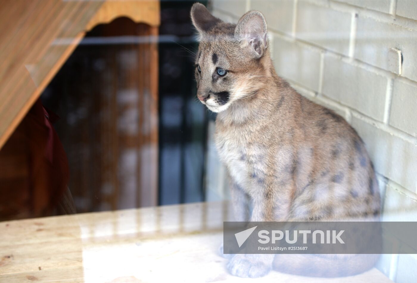 Puma cubs born in Yekaterinburg Zoo