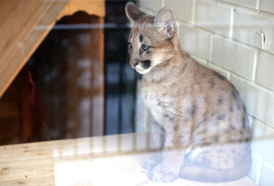 Puma cubs born in Yekaterinburg Zoo