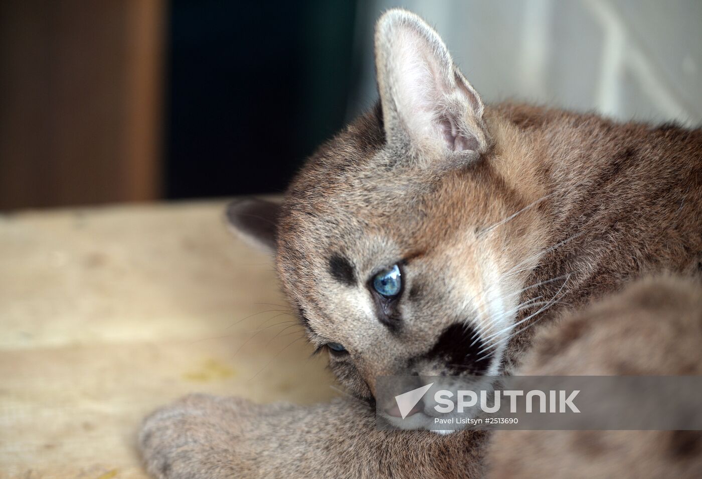 Puma cubs born in Yekaterinburg Zoo