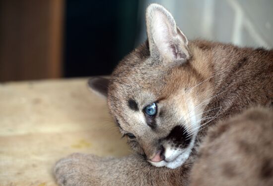 Puma cubs born in Yekaterinburg Zoo