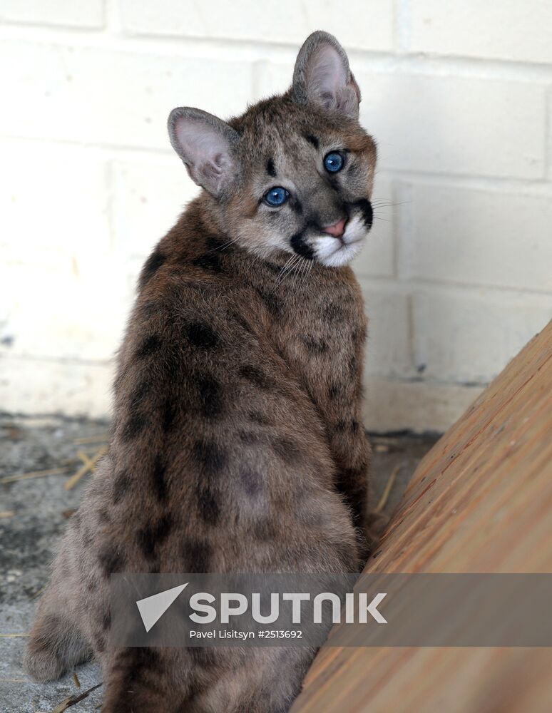 Puma cubs born in Yekaterinburg Zoo